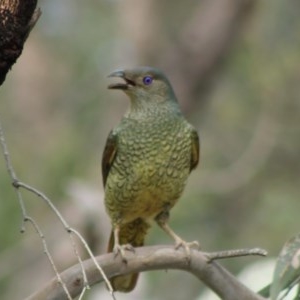 Ptilonorhynchus violaceus at Hughes, ACT - 29 Oct 2020