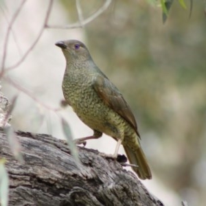 Ptilonorhynchus violaceus at Hughes, ACT - 29 Oct 2020