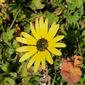 Arctotheca calendula at Cook, ACT - 4 Sep 2020 09:09 AM