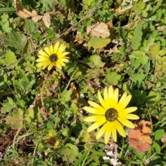 Arctotheca calendula at Cook, ACT - 4 Sep 2020