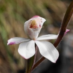 Caladenia alpina (Mountain Caps) at Paddys River, ACT - 1 Nov 2020 by shoko