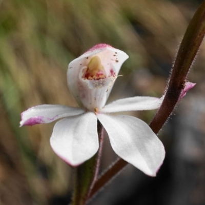Caladenia alpina (Mountain Caps) at Paddys River, ACT - 1 Nov 2020 by shoko