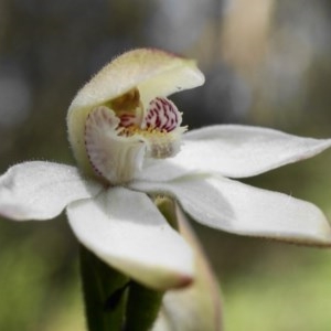 Caladenia alpina at Paddys River, ACT - 1 Nov 2020