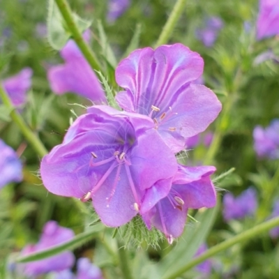 Echium plantagineum (Paterson's Curse) at Mount Painter - 27 Oct 2020 by drakes