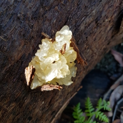 Tremella fuciformis (Snow Fungus) at Penrose - 31 Oct 2020 by Aussiegall