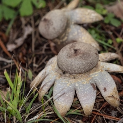 Geastrum sp. (Geastrum sp.) at Penrose - 31 Oct 2020 by Aussiegall