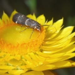 Lasiosticha canilinea (A Pyralid moth) at O'Connor, ACT - 30 Oct 2020 by Harrisi