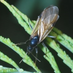 Formicidae (family) (Unidentified ant) at Holt, ACT - 28 Oct 2020 by Harrisi