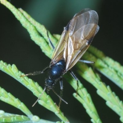 Formicidae (family) (Unidentified ant) at Holt, ACT - 28 Oct 2020 by Harrisi