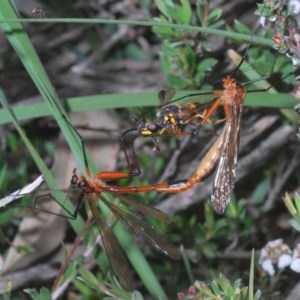 Harpobittacus australis at Downer, ACT - 30 Oct 2020