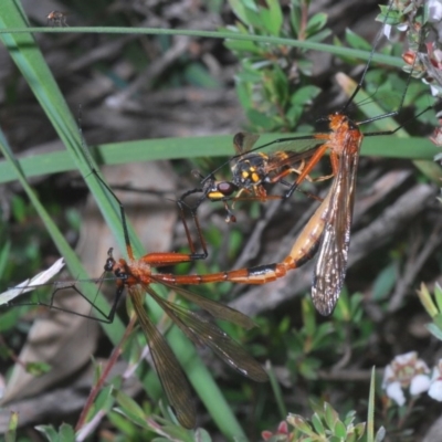 Harpobittacus australis (Hangingfly) at Downer, ACT - 30 Oct 2020 by Harrisi