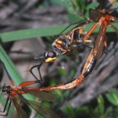 Harpobittacus australis at Downer, ACT - 30 Oct 2020