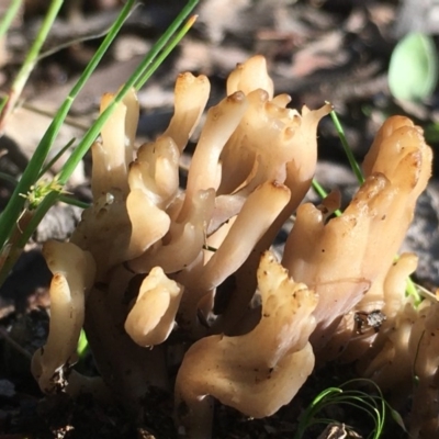 Clavulina sp. (A coral fungus) at Symonston, ACT - 1 Nov 2020 by YellowButton