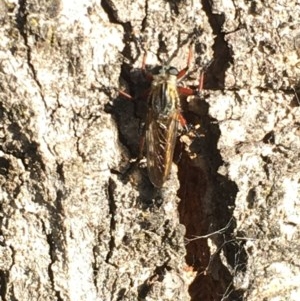 Neoaratus hercules at Symonston, ACT - 1 Nov 2020