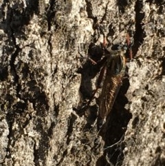 Neoaratus hercules at Symonston, ACT - 1 Nov 2020