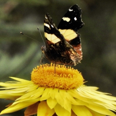 Vanessa itea (Yellow Admiral) at Aranda, ACT - 1 Nov 2020 by KMcCue