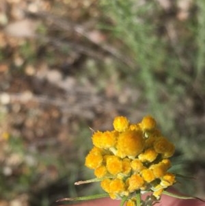 Chrysocephalum semipapposum at Tuggeranong DC, ACT - 1 Nov 2020