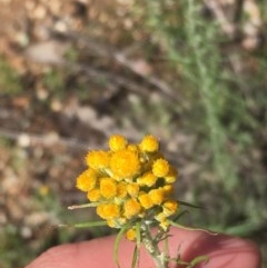 Chrysocephalum semipapposum at Tuggeranong DC, ACT - 1 Nov 2020