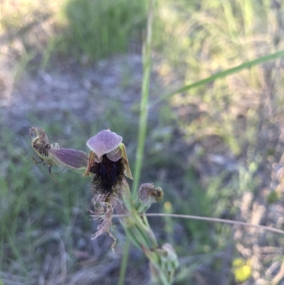 Calochilus platychilus (Purple Beard Orchid) at Holt, ACT - 1 Nov 2020 by MattFox