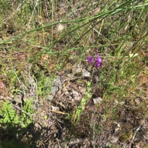 Linaria pelisseriana at Tuggeranong DC, ACT - 1 Nov 2020