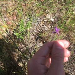 Linaria pelisseriana at Tuggeranong DC, ACT - 1 Nov 2020