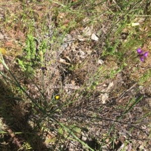 Linaria pelisseriana at Tuggeranong DC, ACT - 1 Nov 2020