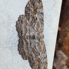 Ectropis excursaria (Common Bark Moth) at Isaacs, ACT - 1 Nov 2020 by Mike