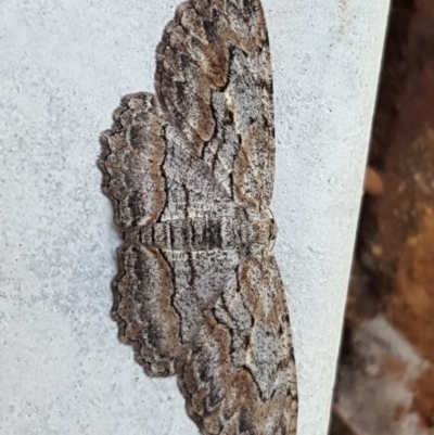 Ectropis excursaria (Common Bark Moth) at Isaacs, ACT - 1 Nov 2020 by Mike