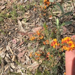 Dillwynia sp. at Tuggeranong DC, ACT - 1 Nov 2020