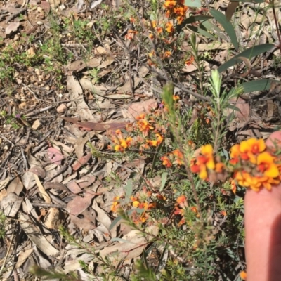 Dillwynia sp. at Tuggeranong DC, ACT - 1 Nov 2020 by Tapirlord