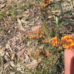 Dillwynia sp. at Tuggeranong DC, ACT - 1 Nov 2020