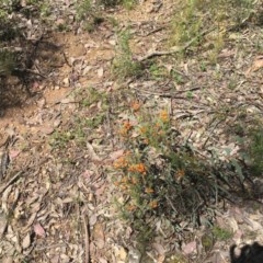 Dillwynia sp. at Tuggeranong DC, ACT - 1 Nov 2020