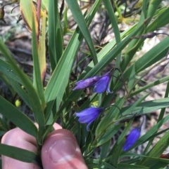 Stypandra glauca (Nodding Blue Lily) at Farrer Ridge - 31 Oct 2020 by Tapirlord