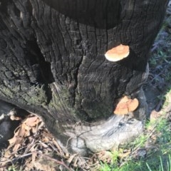 Unidentified Fungus at Farrer, ACT - 1 Nov 2020 by Tapirlord