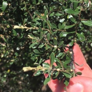 Bursaria spinosa at Wanniassa, ACT - 1 Nov 2020