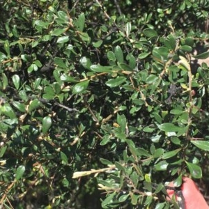 Bursaria spinosa at Wanniassa, ACT - 1 Nov 2020