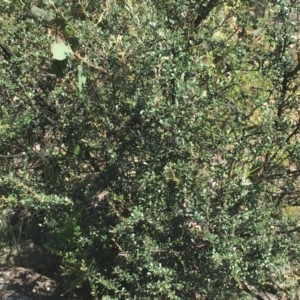 Bursaria spinosa at Wanniassa, ACT - 1 Nov 2020