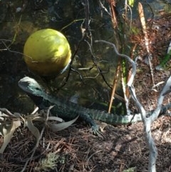 Intellagama lesueurii howittii (Gippsland Water Dragon) at Yarralumla, ACT - 7 Oct 2019 by Tapirlord