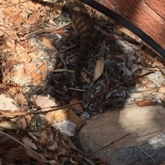 Tiliqua scincoides scincoides (Eastern Blue-tongue) at Garran, ACT - 26 Aug 2018 by Tapirlord