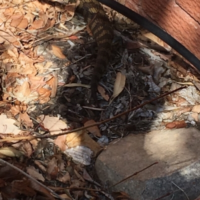 Tiliqua scincoides scincoides (Eastern Blue-tongue) at Garran, ACT - 26 Aug 2018 by Tapirlord