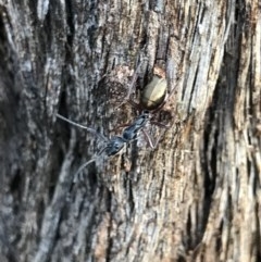 Camponotus suffusus (Golden-tailed sugar ant) at Cook, ACT - 1 Nov 2020 by MattFox