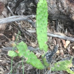 Opuntia stricta (Common Prickly Pear) at Yarralumla, ACT - 1 Nov 2020 by JaneR