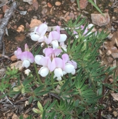 Lotus australis at Yarralumla, ACT - 1 Nov 2020