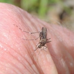 Culicidae (family) (A mosquito) at Kaleen, ACT - 5 Oct 2020 by MichaelBedingfield