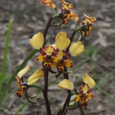 Diuris pardina (Leopard Doubletail) at Kaleen, ACT - 5 Oct 2020 by michaelb