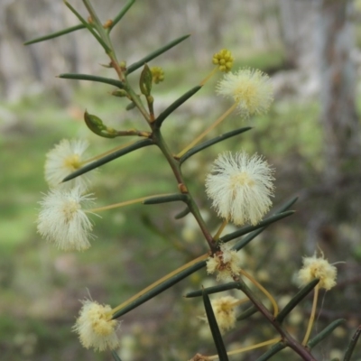 Acacia genistifolia (Early Wattle) at Kaleen, ACT - 5 Oct 2020 by MichaelBedingfield