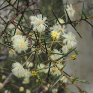 Acacia genistifolia at Kaleen, ACT - 5 Oct 2020