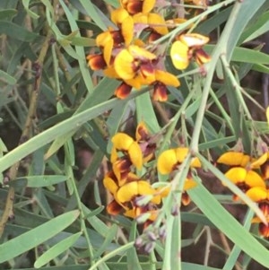 Daviesia leptophylla/mimosoides at Hackett, ACT - 1 Nov 2020