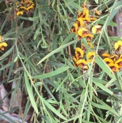 Daviesia leptophylla/mimosoides at Hackett, ACT - 1 Nov 2020