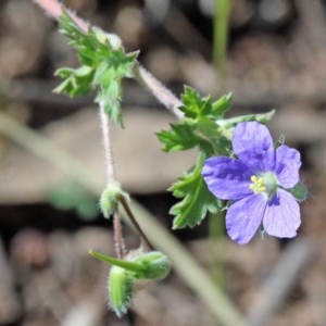 Erodium crinitum at Acton, ACT - 2 Nov 2020